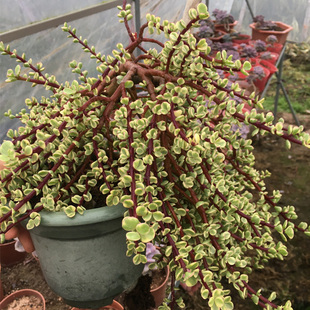 雅乐之舞老桩一物一拍自然锦多肉植物金枝玉叶室内吸甲醛阳台盆栽