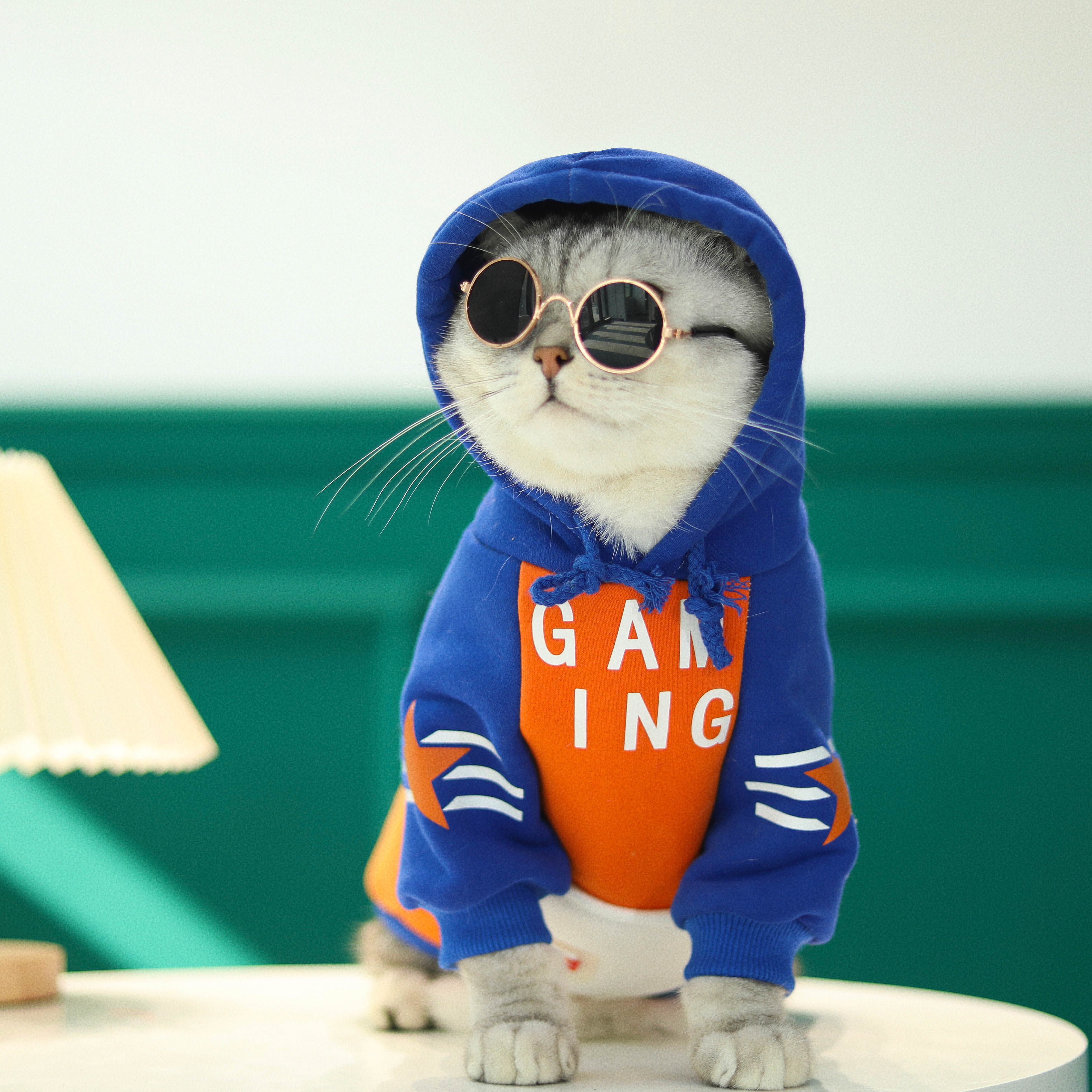 猫咪狗狗衣服秋冬国潮五角星蓝橘连帽纯棉加绒狗狗卫衣雪纳瑞泰迪