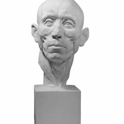 农民肌肉渔民解剖石膏像美术写生教具静物绘画素描石膏头像雕塑o