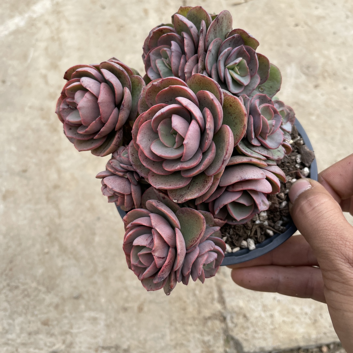 墨墨园艺多肉植物小叶秀妍多肉群生多头老桩12厘米盆满盆阳台盆栽