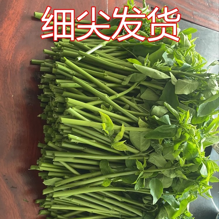 广东3件包邮海南树仔菜五指山野菜潮