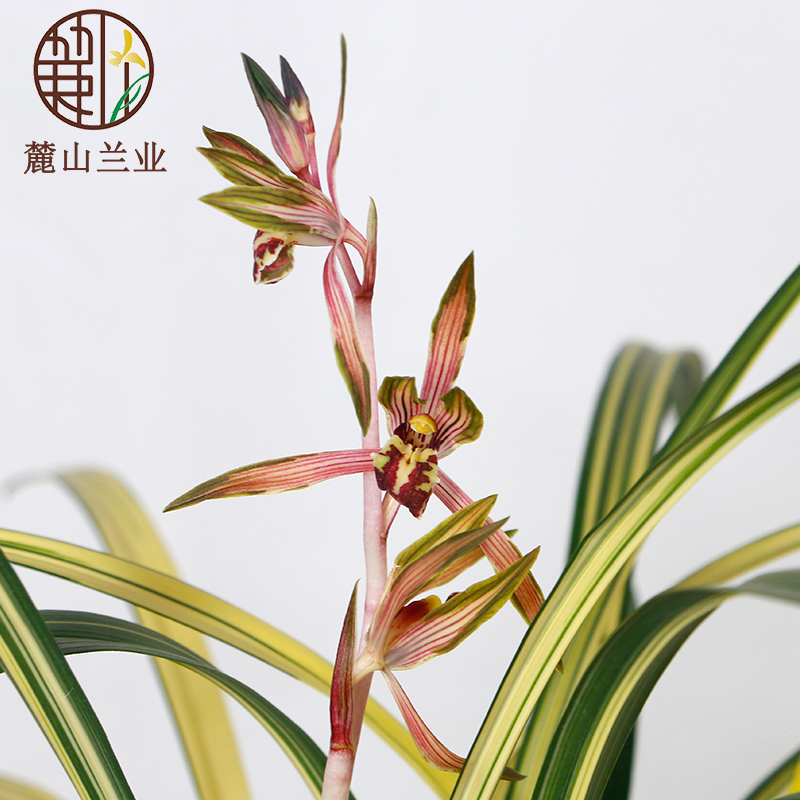 名贵兰花墨兰带花苞兰阳之松室内浓香型奇花叶艺铭品花卉绿植盆栽