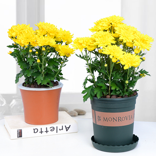 小菊花盆栽