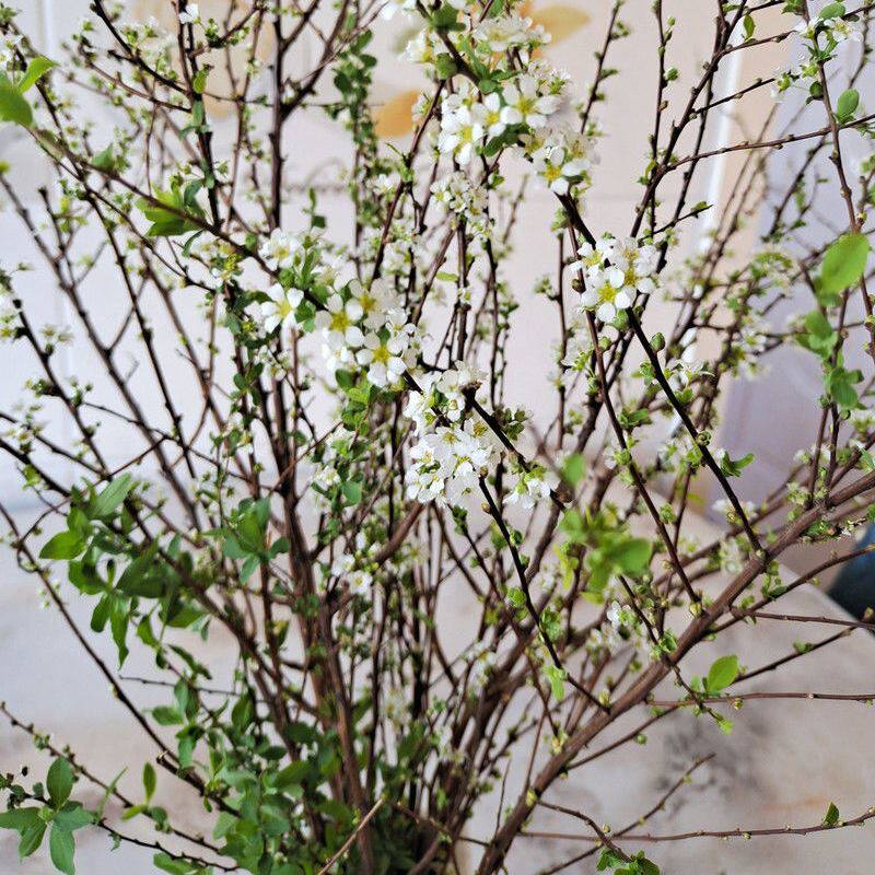 (今日5折)雪柳鲜枝插花家庭水养插鲜花盆栽喷雪花干枝梅干支水插花泡
