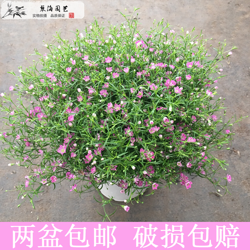 满天星盆栽吉普赛花苗窗台阳台萼距花植物细叶满天星花卉盆栽花苗在类目 鲜花速递/花卉仿真/绿植园艺, 花卉/绿植盆栽(新), 花卉中 - 来自Buy2taobao.com提供专业的淘宝代购服务