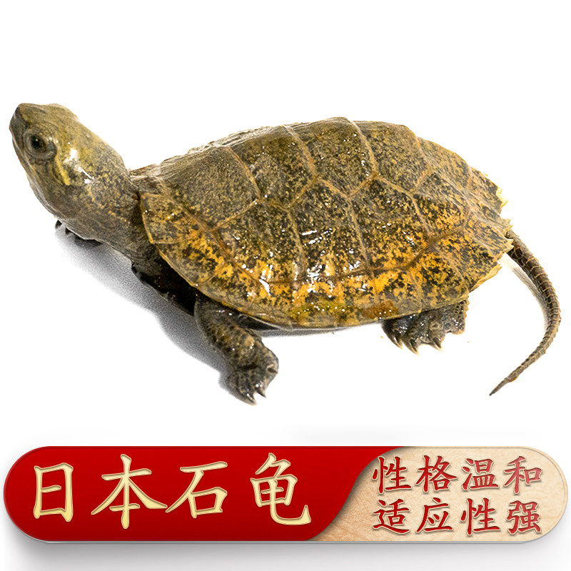 乌龟活物金钱龟-特价促销-优惠券领取-价格|多少钱|什么牌子好-35优惠