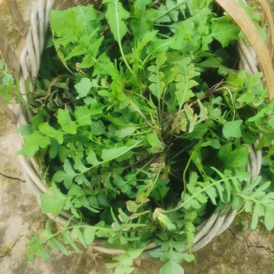 新鲜野荠荠菜地丁菜时令野菜现挖重庆农村齐菜地菜水饺陷食材包邮