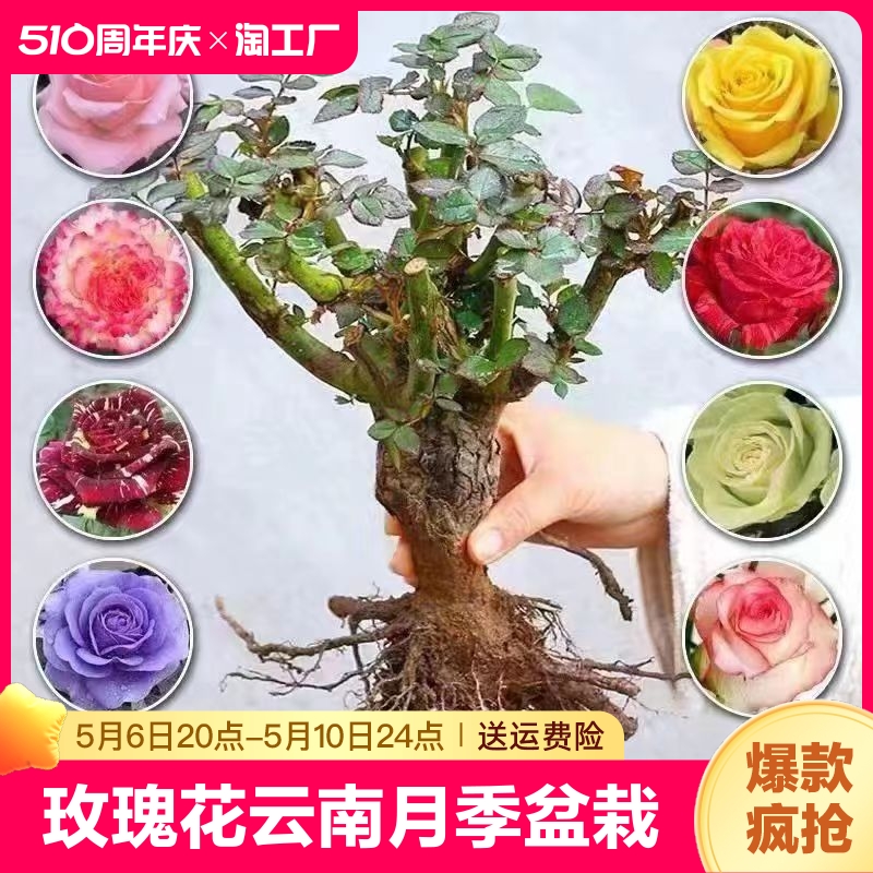 玫瑰花苗月季盆栽树苗四季开花老桩浓香花卉植物苗特大花阳台室内