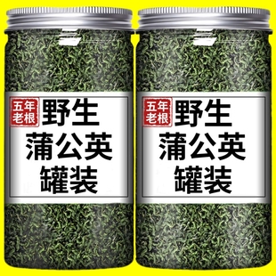 特级长白山蒲公英茶叶中药材糖尿人专用茶搭配金银花贡菊花茶清火