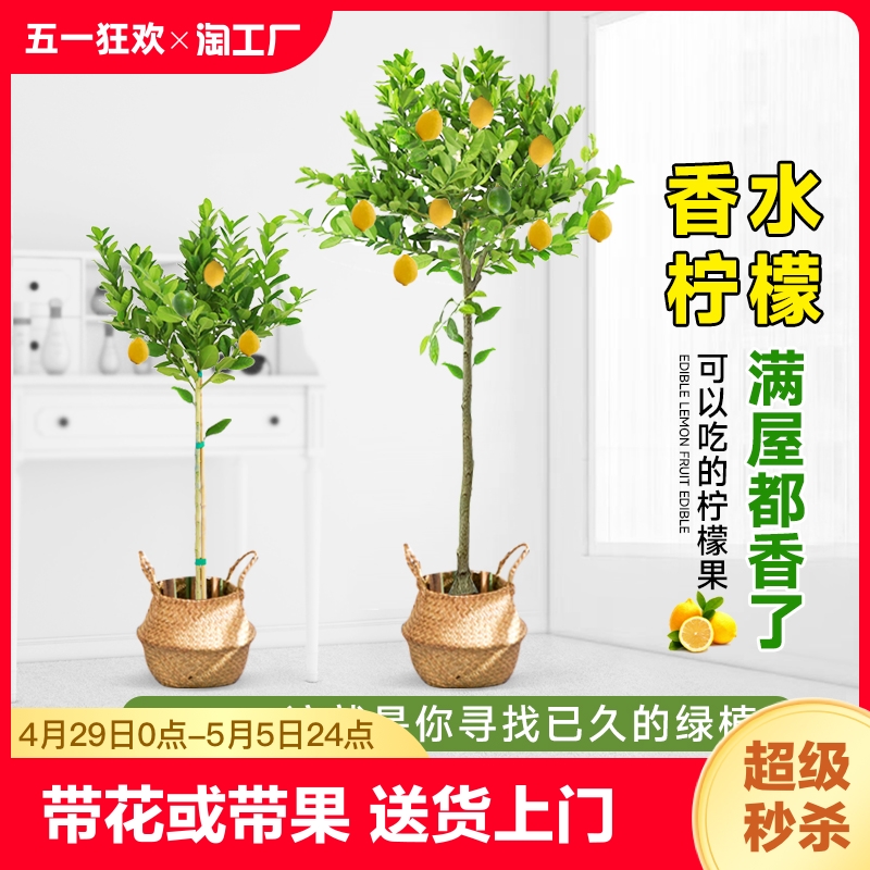 香水柠檬树盆栽绿植大型室内客厅阳台四季开花植物好养水培庭院