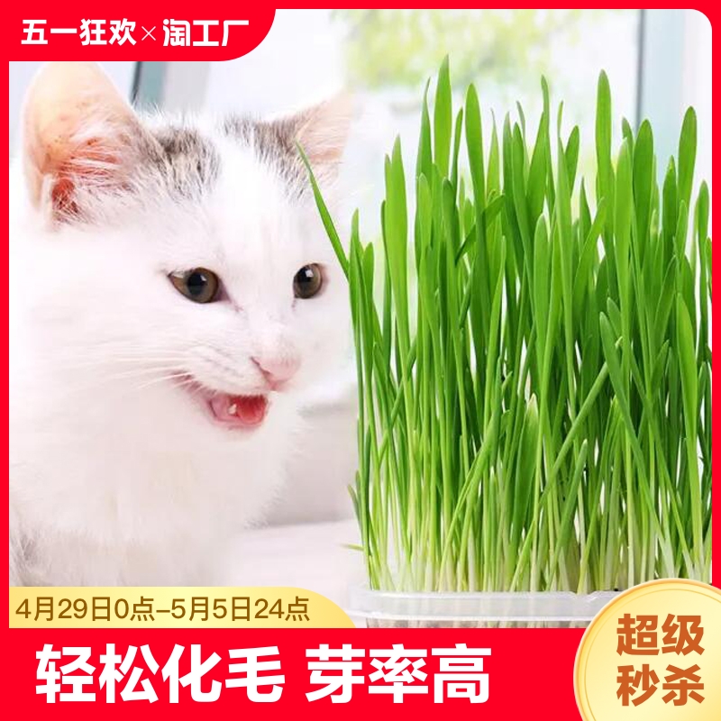 猫草盆栽草种子非已种好小麦种子零食品种孑满天星种植虞美人开花