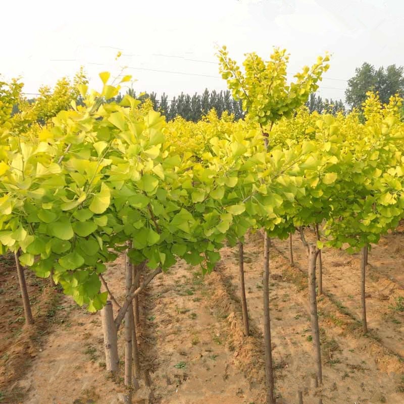 银杏树苗占地拆迁苗银杏小苗银杏苗白果苗庭院植物行道绿化苗易活