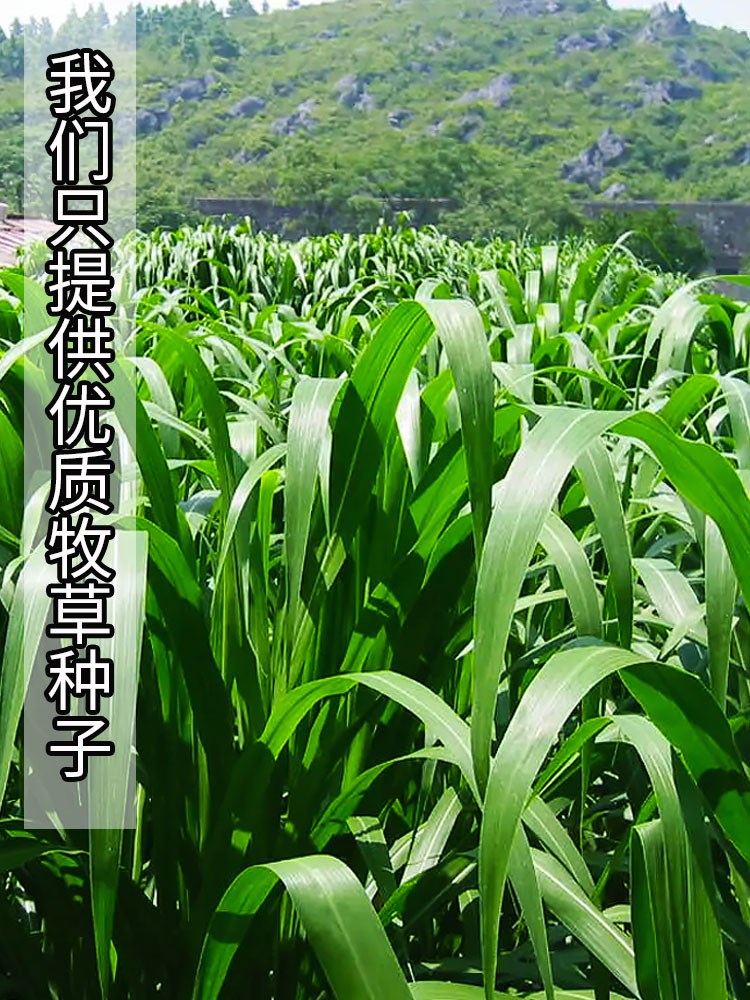 杂交高丹王草种籽四季高产牧草种子苏丹草畜牧养殖草种牛羊猪鱼草