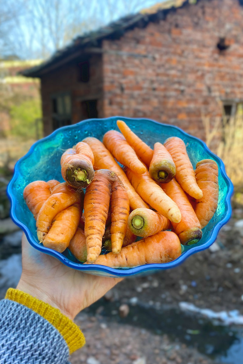 湖南衡阳本地农家自种蔬菜水果胡萝卜宝宝辅食炖汤炒菜新鲜红萝卜