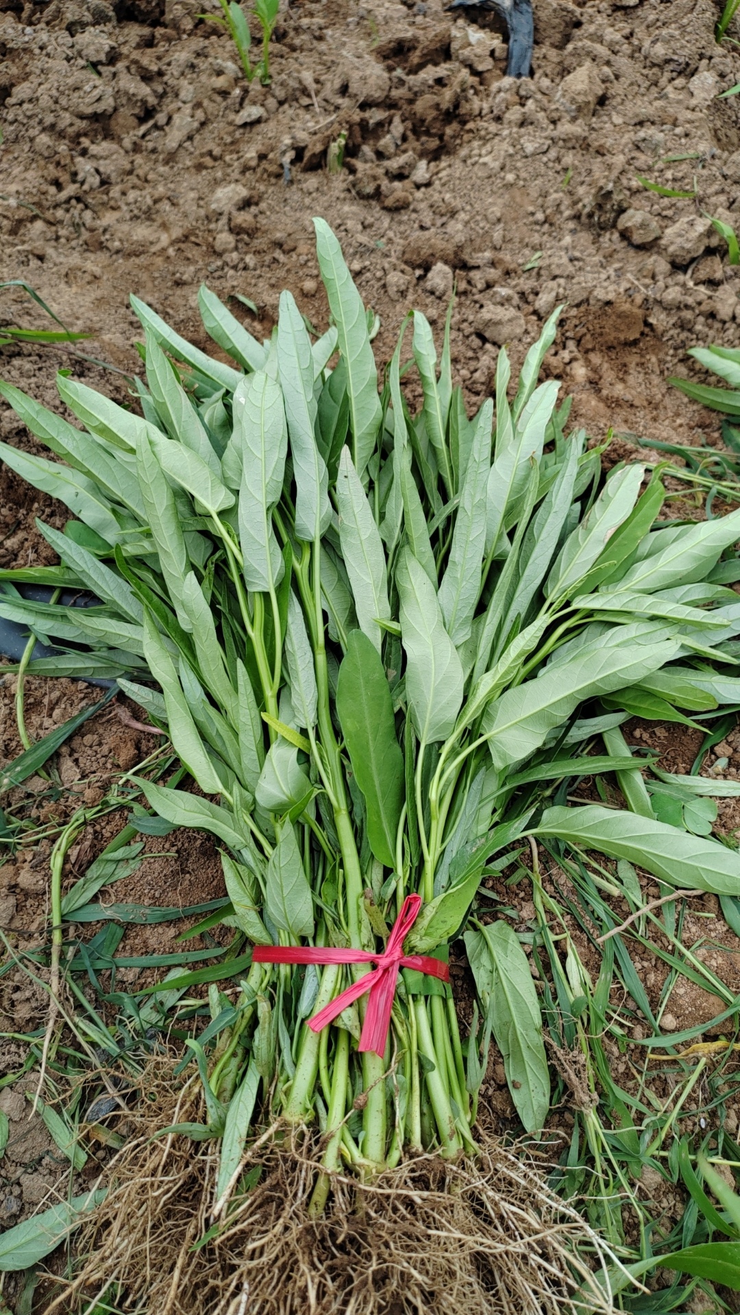 湖南衡阳本地空心菜通菜农家自种叶子菜