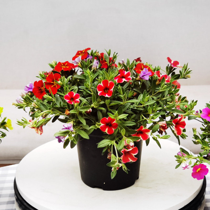 牵牛花盆栽带花