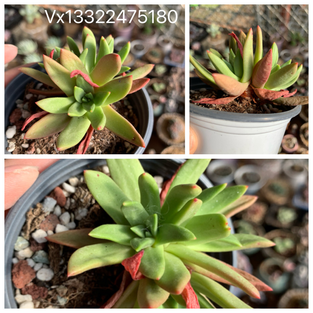 绿体仙女杯初霜非奴婢吉娜爱杜丽斯一物一拍