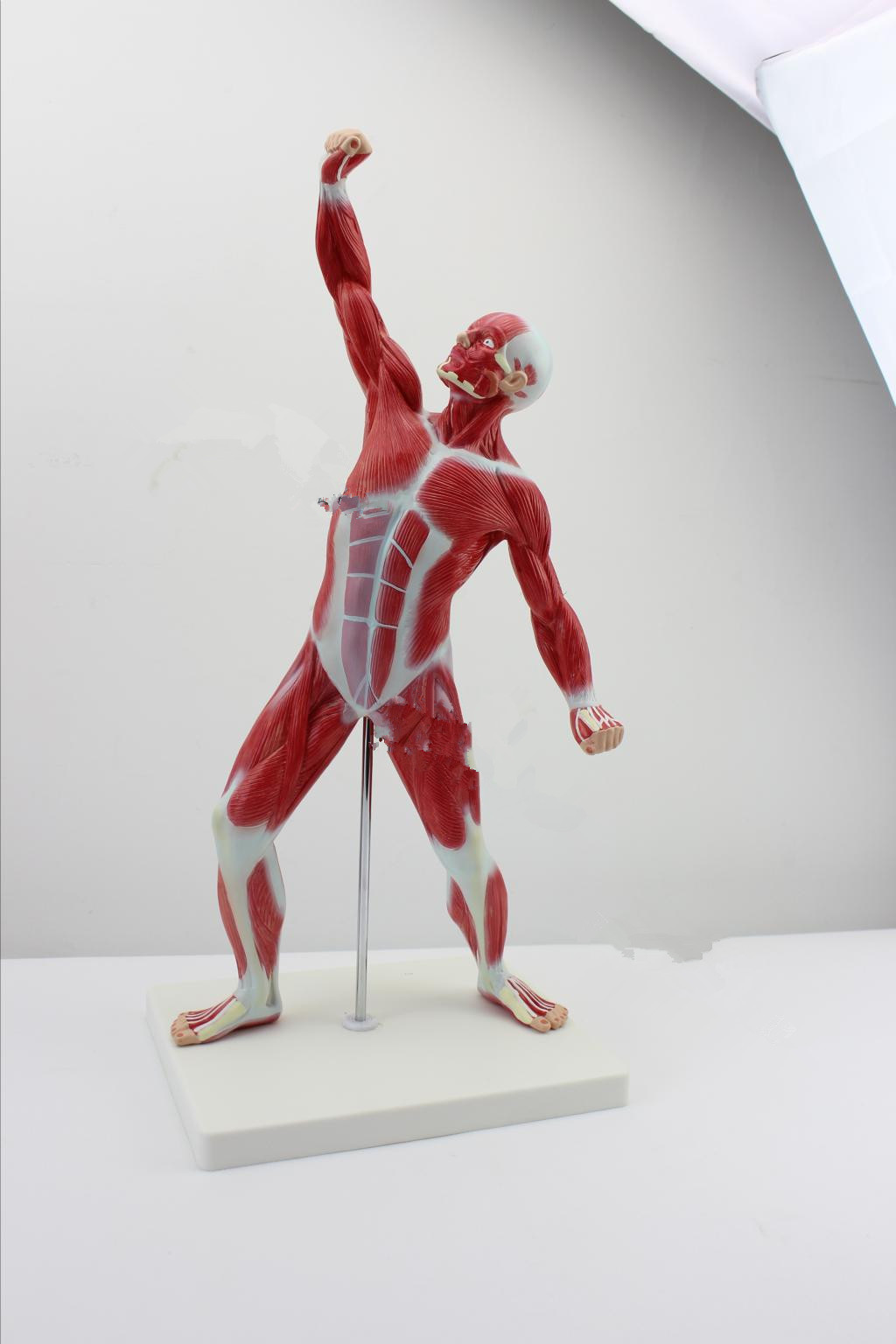 医学美术人体全身肌肉模型 运动肌肉解剖系统健身教学 肌肉解剖