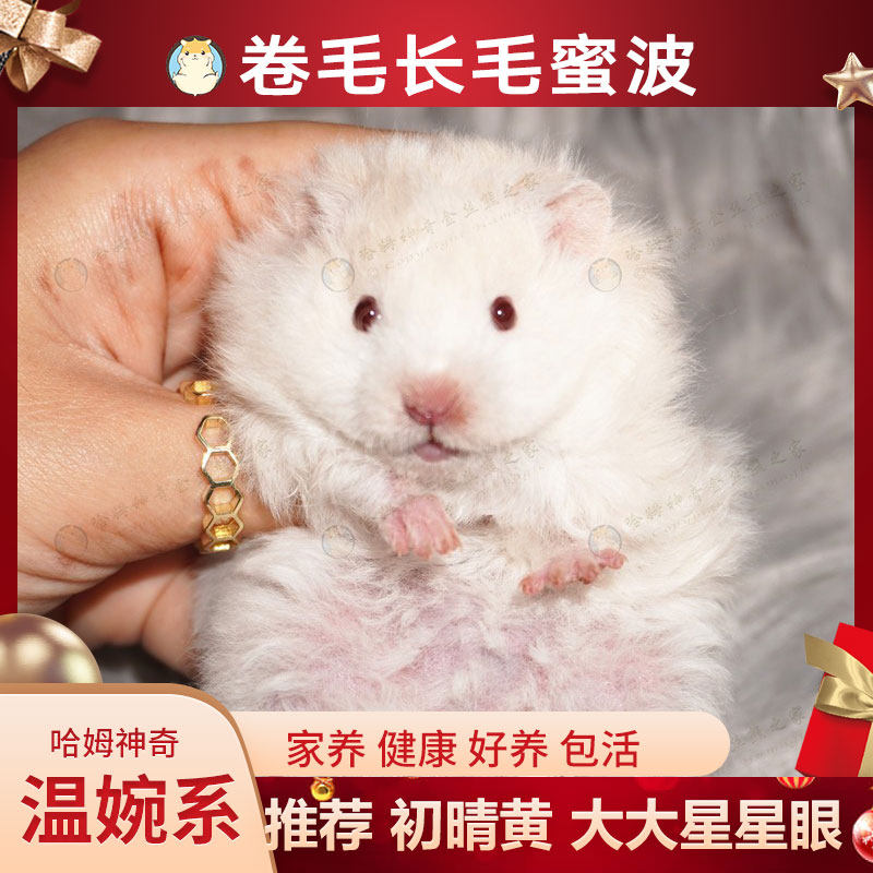 稀有熊_稀有卷毛蜜波利金丝熊上手温顺家养包活免疫苗长毛熊巨型宠物