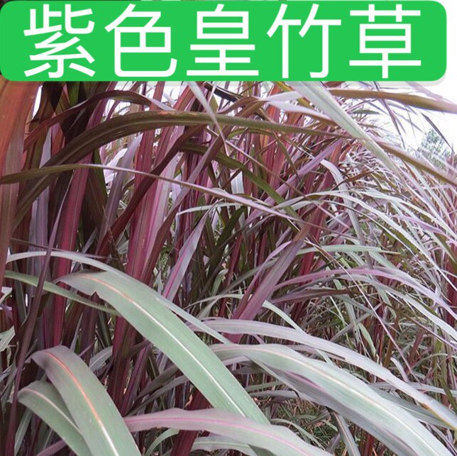 红象草牛牧草子种节多年生四季苗黑麦苏丹马上领2元券券后价现价17