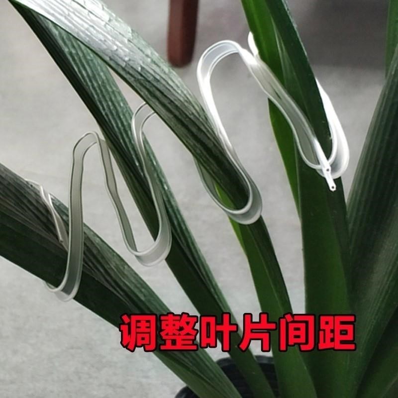君子兰纠正器定型叶片整形扶正线固定夹校正定形造形修型通用在类目 鲜花速递/花卉仿真/绿植园艺, 园艺用品, 其它园艺用品中 - 来自Buy2taobao.com提供专业的淘宝代购服务