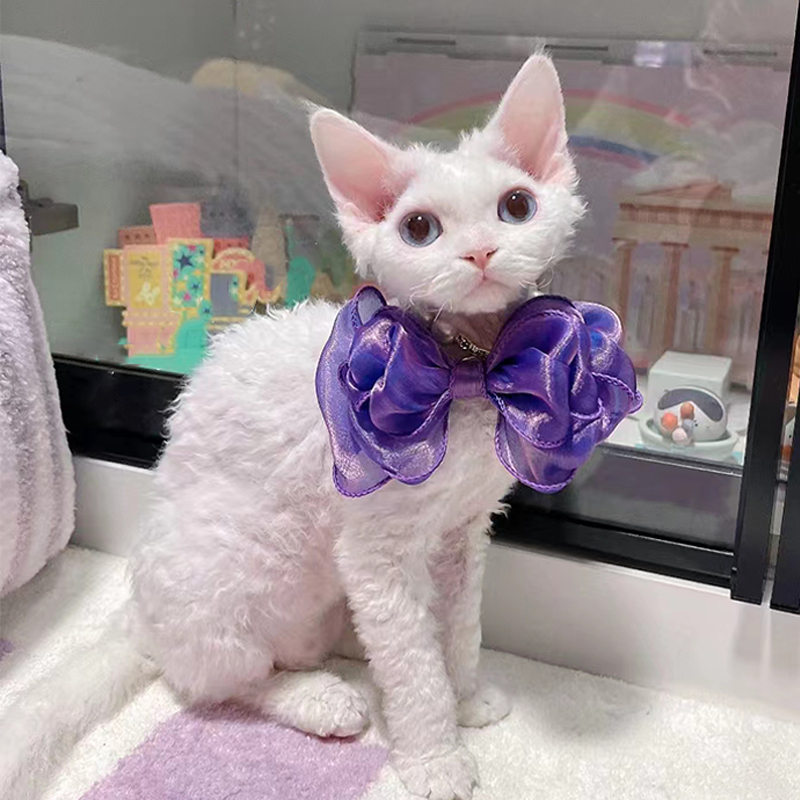 德文卷毛猫幼猫纯种黑白开脸异瞳不掉毛赛级虎斑蓝眼睛猫咪幼崽