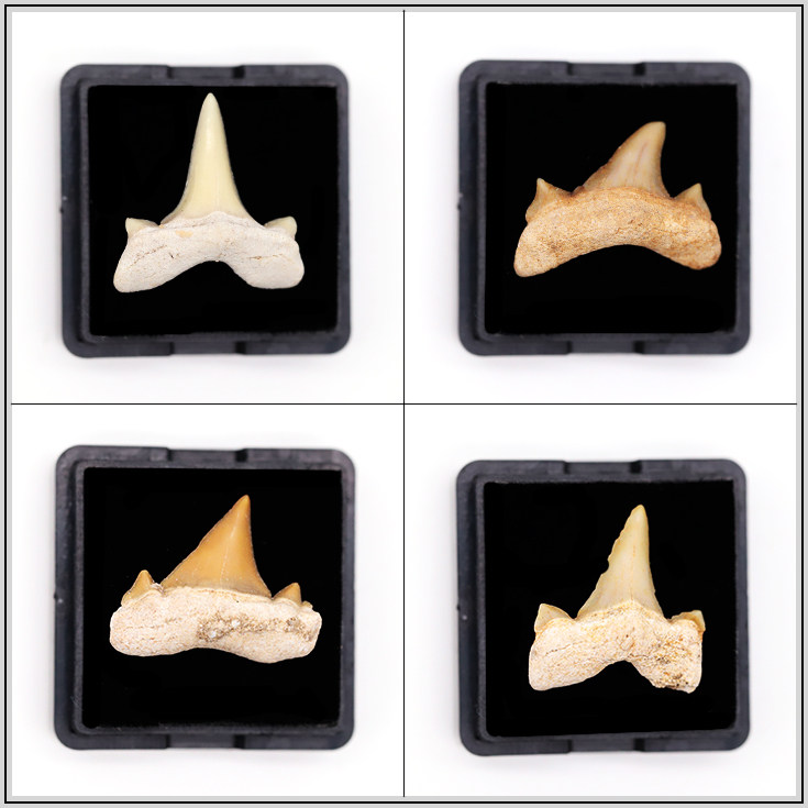 天然迷你鲨鱼牙齿化石盒子观赏教学科普认知标本古生物孩子礼物