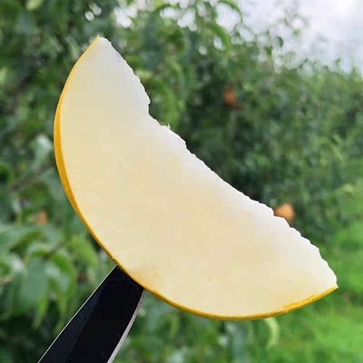 山东莱西圆黄蜜梨5斤非丰水梨秋月梨当季时令新鲜水果