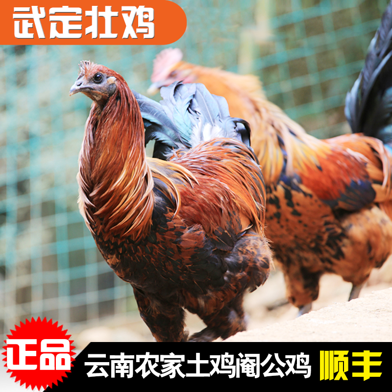 武定鸡