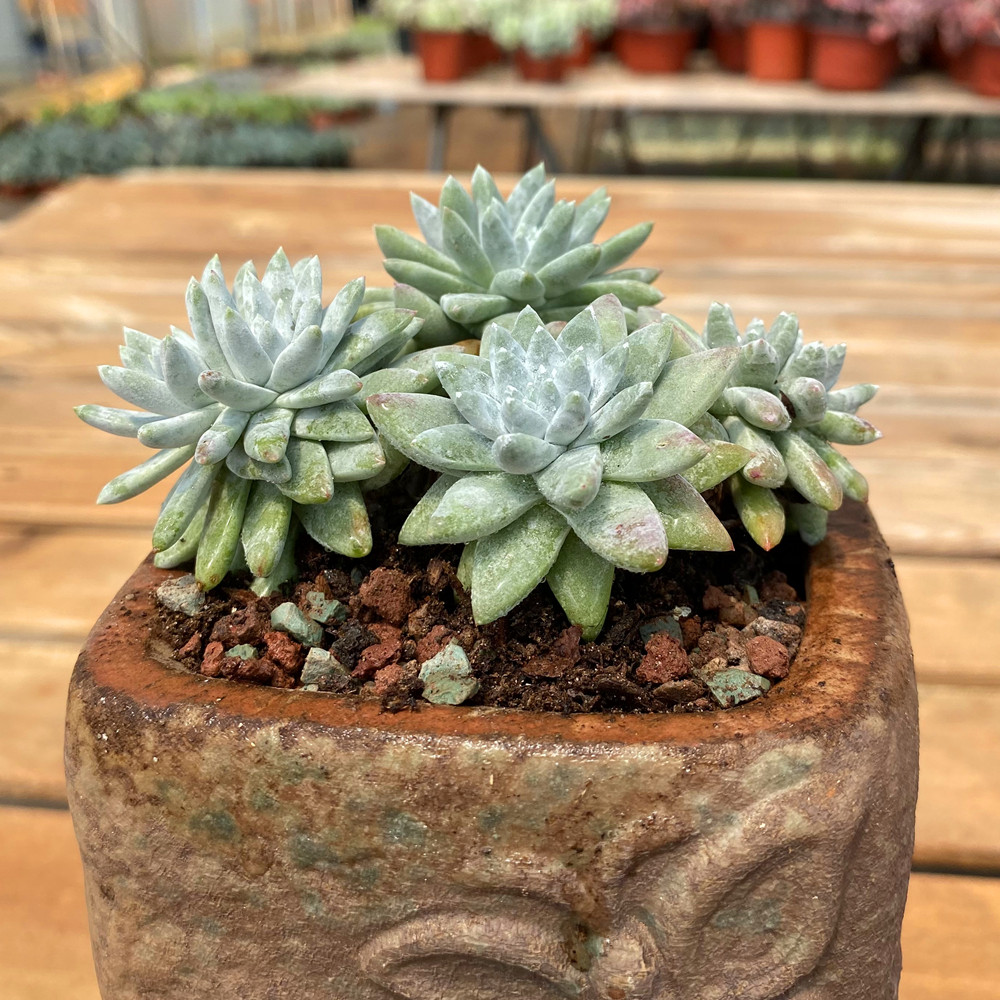 白菊仙女杯多肉植物白菊多肉老桩趣味群生贵货造型肉肉一物一拍