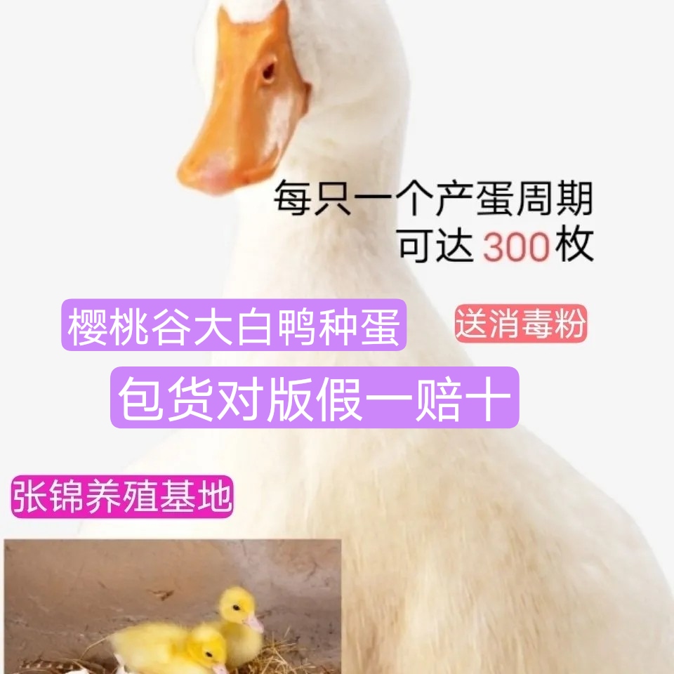 正宗樱桃谷种蛋北京大白宠物鸭蛋受精蛋可孵化种蛋产蛋多的品种