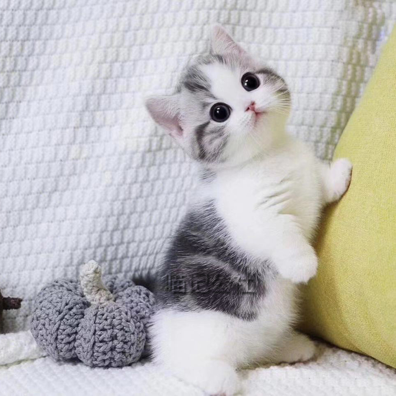 活猫_短腿猫曼基康矮脚猫曼赤肯猫纯种猫咪活物美短虎斑加白起司猫幼