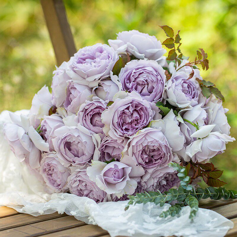 玫瑰花根_现货根接苗  月季隐隐青玫瑰花苗灌木多季庭院浓香植物花卉