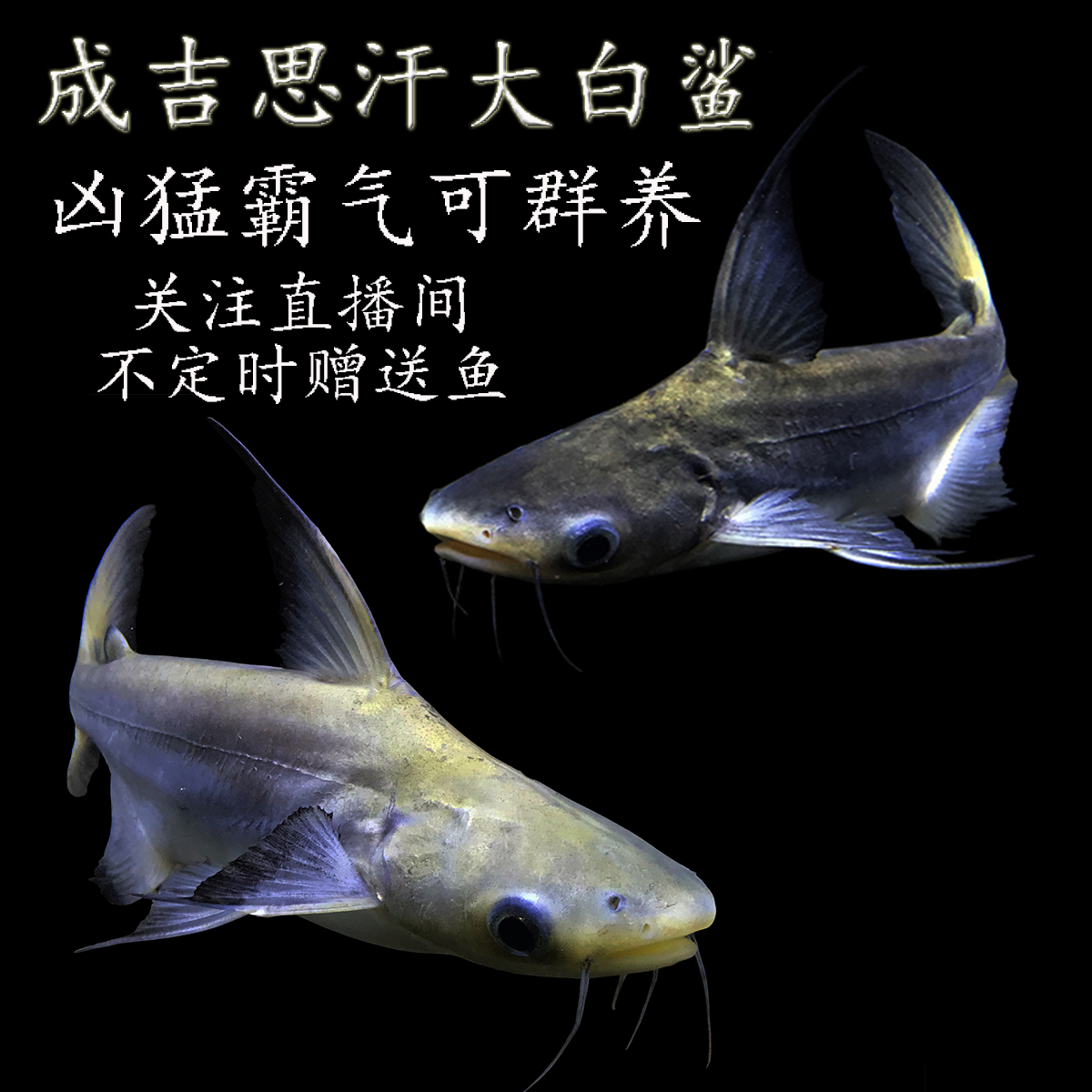 小鲨鱼活鱼大白鲨淡水虎头鲨蓝鲨成吉思汗鲨凶猛宠物鲨鱼活体温顺