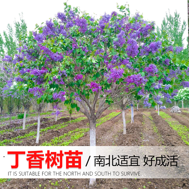 丁香花树苗别墅庭院耐寒大型风景树种