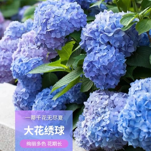 绣球花苗无尽夏四季开花绣球花盆栽庭院好养的花卉植物室内花