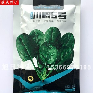 欧兰德川崎6号圆叶菠菜种籽 杂交抗病荷兰进口夏季耐热春秋季蔬菜