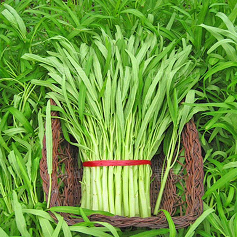 白梗空心菜种孑种籽种子籽种水上四季