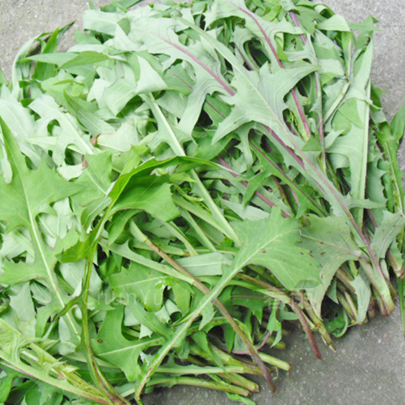 苦菜种籽种子苦麦菜曲苦苦菜菜种四季苦麦菜籽云南蔬种孑