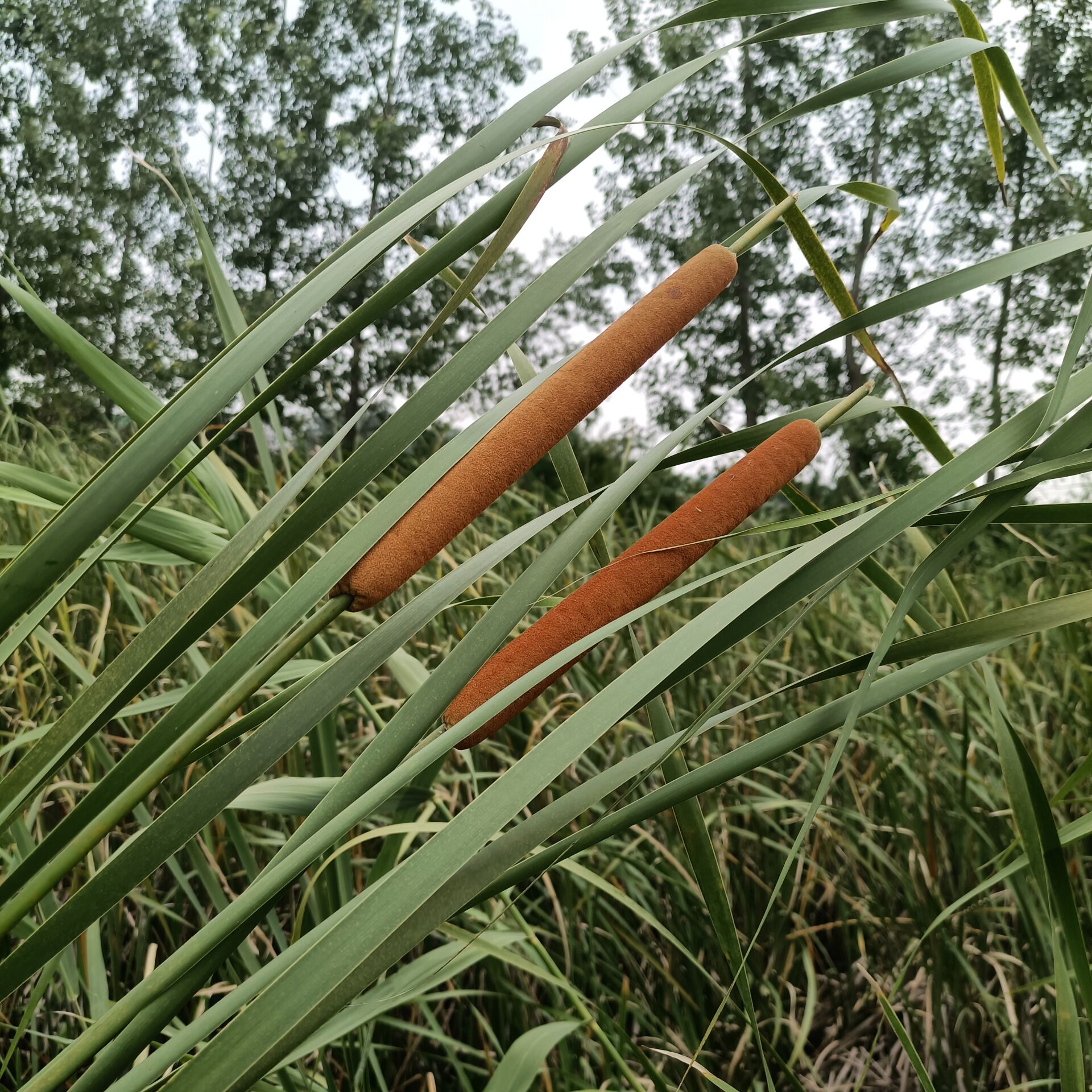 河边蒲棒图片图片