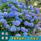 无尽夏绣球花带花苞老枝加仑四季绿植盆栽老桩耐寒好养活室内阳台