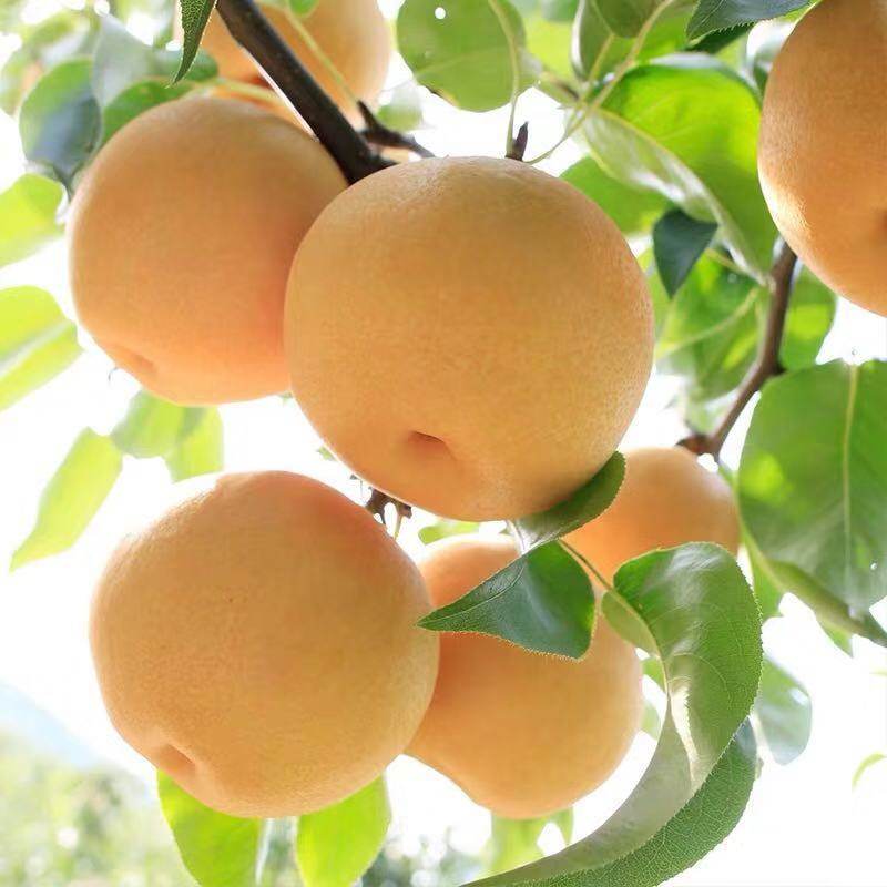 【19新梨】新鲜烟台丰水梨梨子新鲜水果香酥脆梨3斤5斤80-115mm