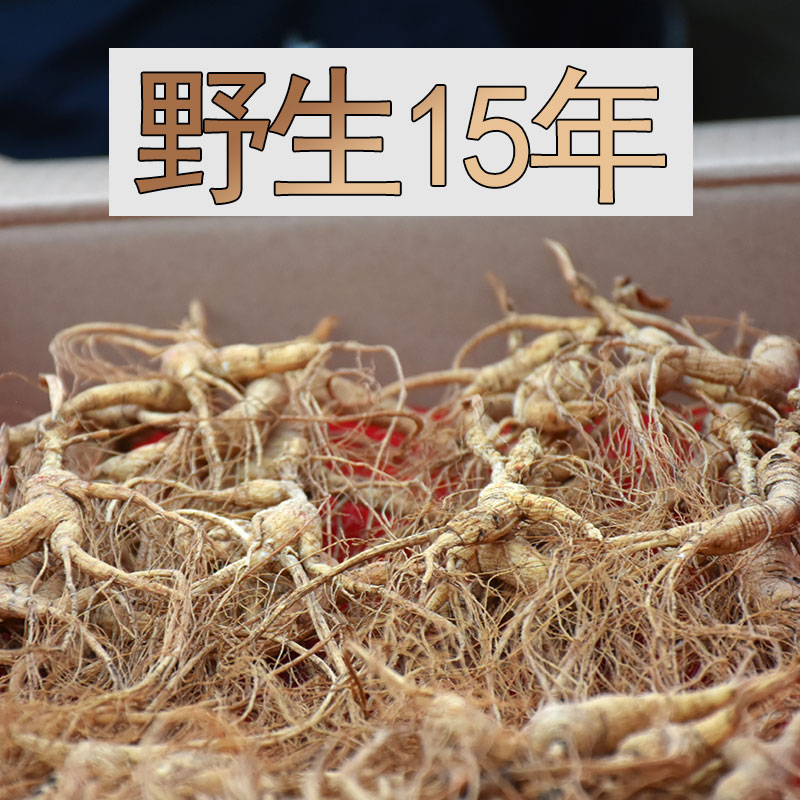 Wild ginseng 15 Above Changbai wild Ginseng seeds Seamount Forest Senate Soup Paojiu Tonicin the Traditional nourishing food , Ginseng tonic , Wild ginseng category - from Buy2taobao.com to provide professional Taobao agent buy service
