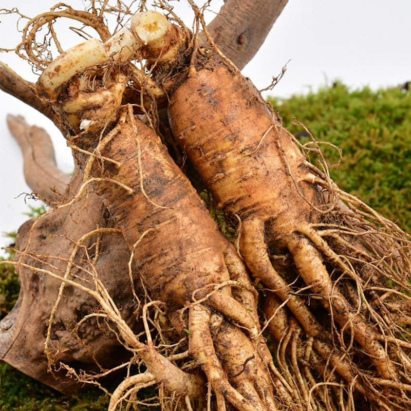 新鲜大人参长白山人参新鲜大参人叁泡酒参特大超大鲜参【两枝装】