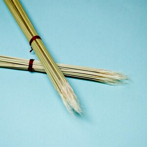 2020新草斗蛐蛐须子蟋蟀草开牙草斗蟋蟀草斗蛐蛐草嵌草新草现货