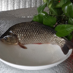 阳澄湖野生鲫鱼 江浙沪皖满2斤顺丰包邮