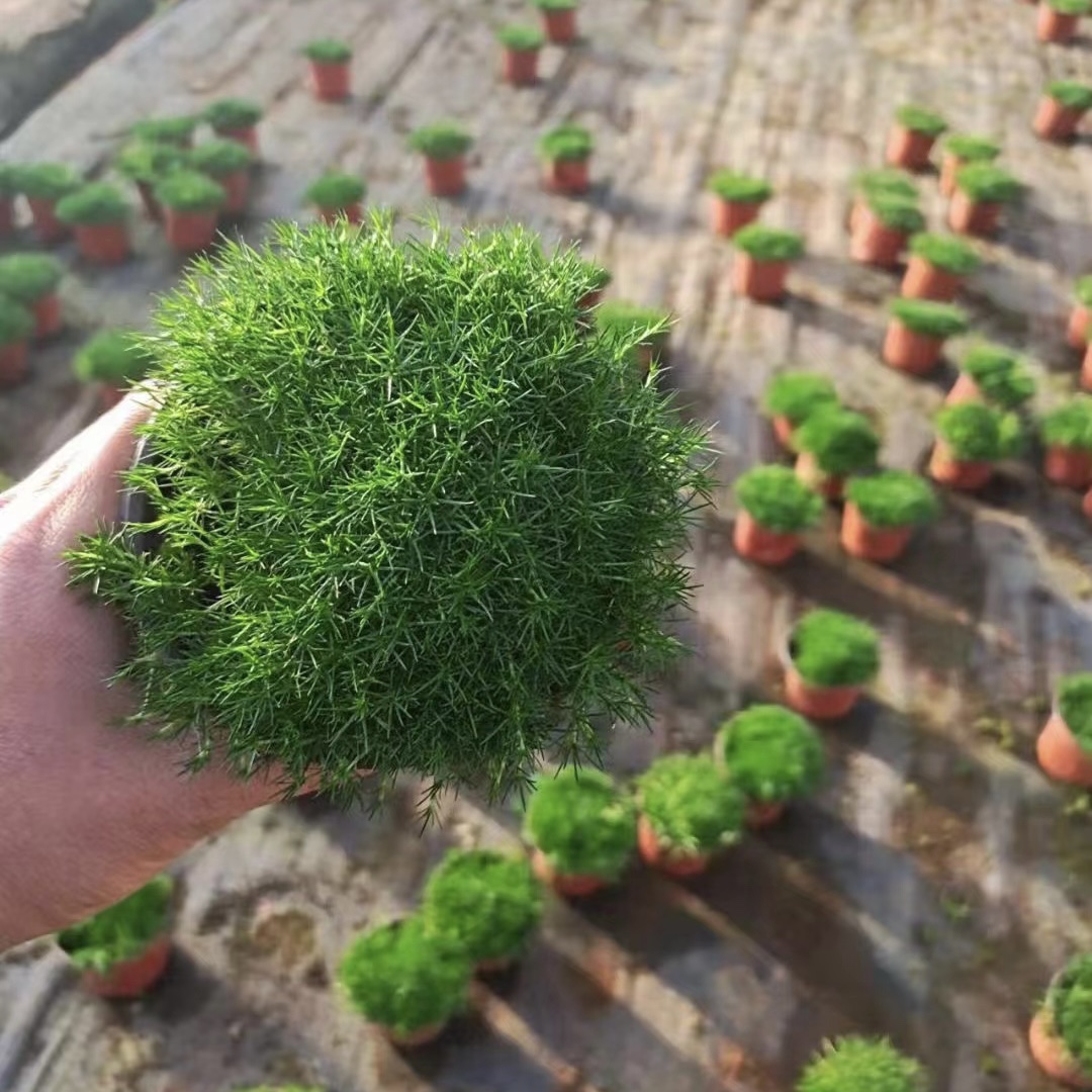 爱尔兰珍珠草苔藓地被植物耐高温好养护多年生岩石花园 4盆包邮