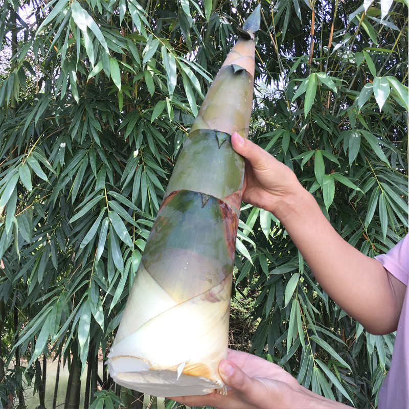 竹筍新鮮現挖廣西特産桂林帶殼大頭竹筍農家蔬菜野生黃竹夏筍腌酸在類目 水產肉類/新鮮蔬果/熟食, 新鮮蔬菜/蔬菜製品, 新鮮蔬菜, 竹筍中 - 來自Buy2taobao.com提供專業的淘寶代購服務