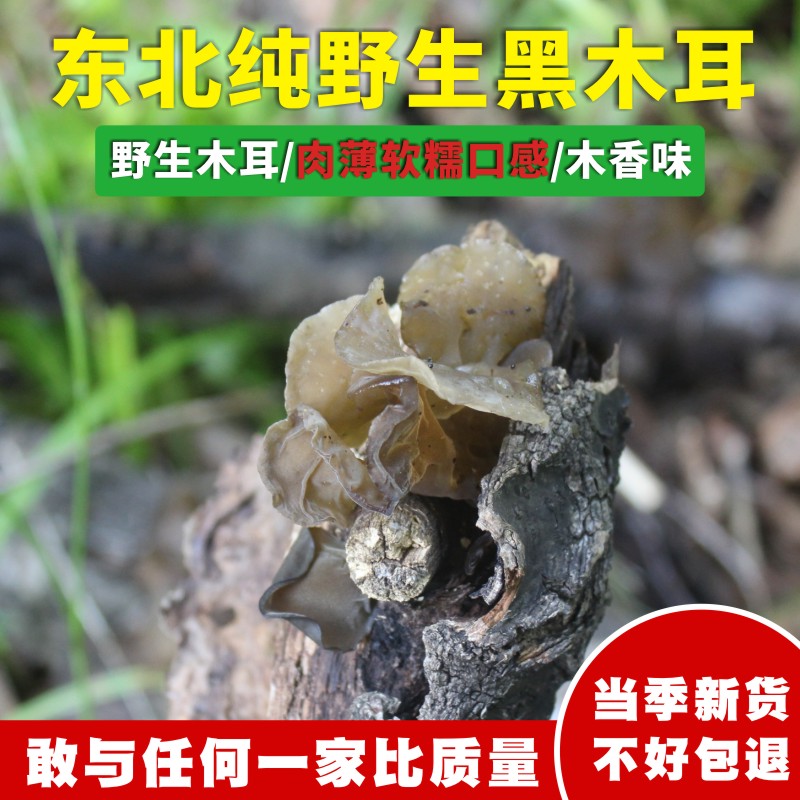 纯东北特产天然野生正宗黑木耳软糯特干货级500g长白山散装秋木耳