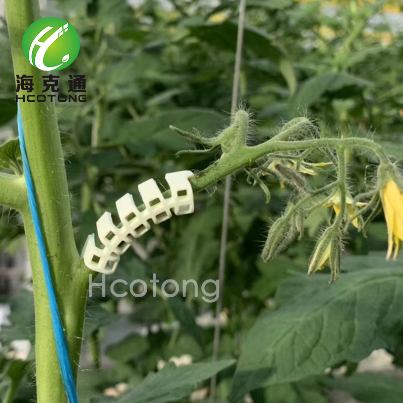 海克通温室大棚农用蔬菜番茄西红柿圣女果果柄果穗固定夹子在类目 鲜花速递/花卉仿真/绿植园艺, 园艺用品, 其它园艺用品中 - 来自Buy2taobao.com提供专业的淘宝代购服务